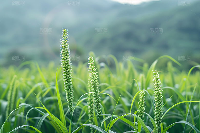 狗尾巴草绿色青草摄影图