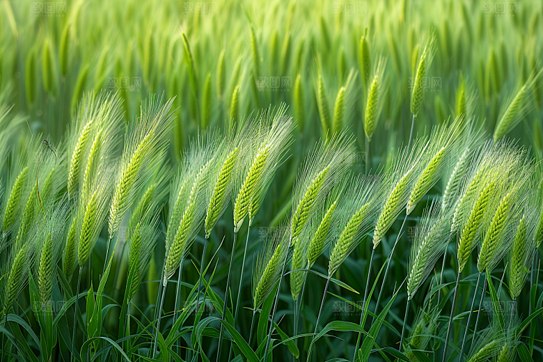 狗尾巴草青草绿草摄影图