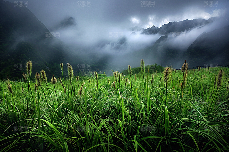 狗尾巴草夏天绿草摄影图