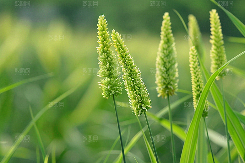 狗尾巴草绿草草地摄影图