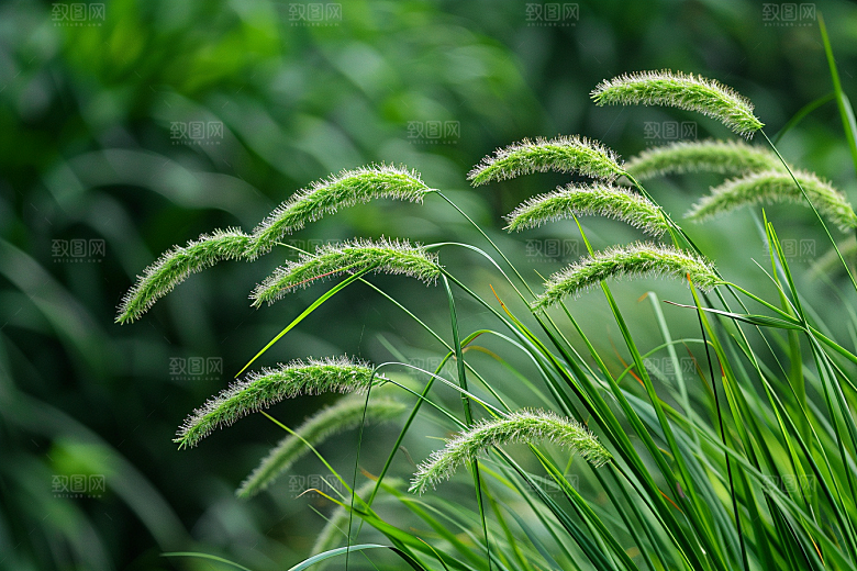 狗尾巴草草原绿草摄影图