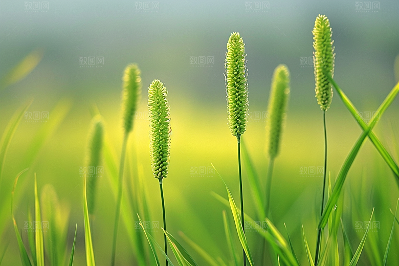 狗尾巴草高清草场摄影图