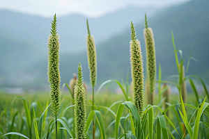 狗尾巴草田野草场摄影图