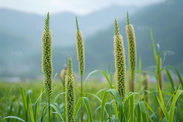 狗尾巴草田野草场摄影图