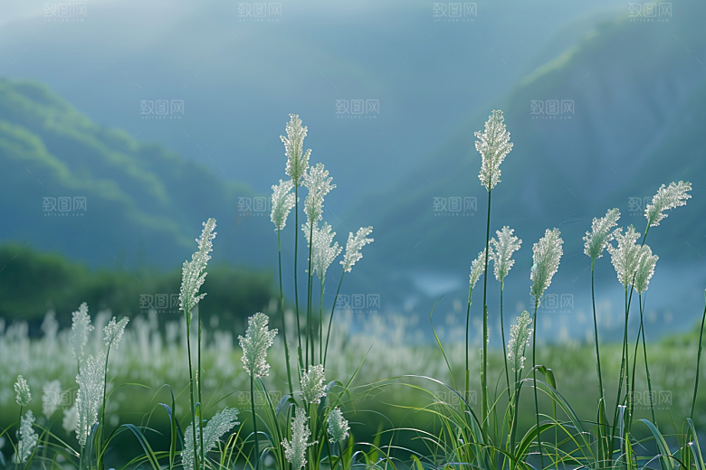 狗尾巴草草原蓝天白玉摄影图