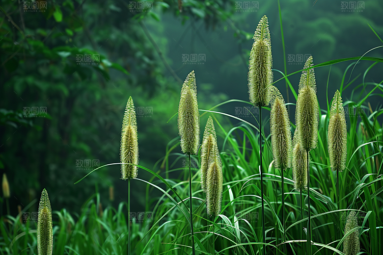 狗尾巴草草地田野摄影图