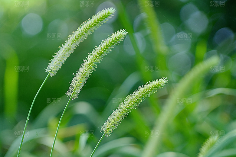 狗尾巴草夏天夏季摄影图
