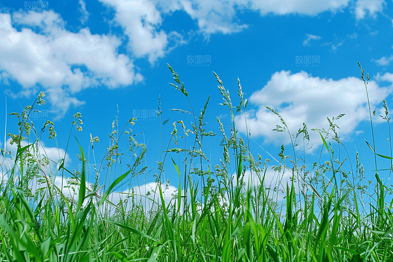 狗尾巴草草地草场摄影图