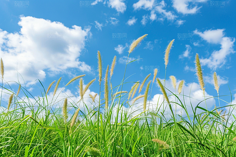 狗尾巴草草原夏季摄影图