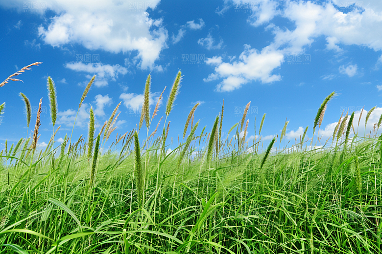 狗尾巴草蓝天白玉草原摄影图