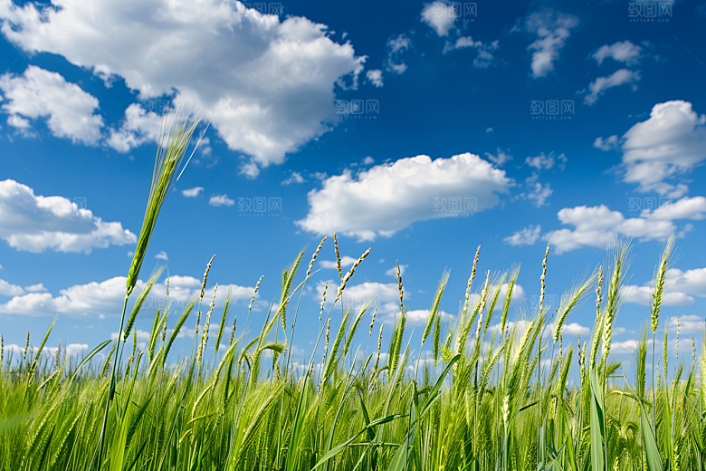 狗尾巴草夏季草地摄影图