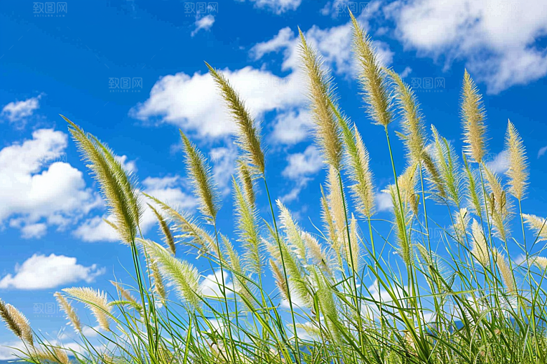 狗尾巴草广阔夏天摄影图