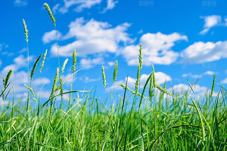 狗尾巴草夏季绿色摄影图