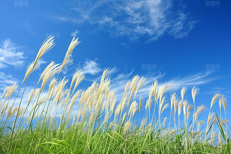 狗尾巴草青草夏天摄影图