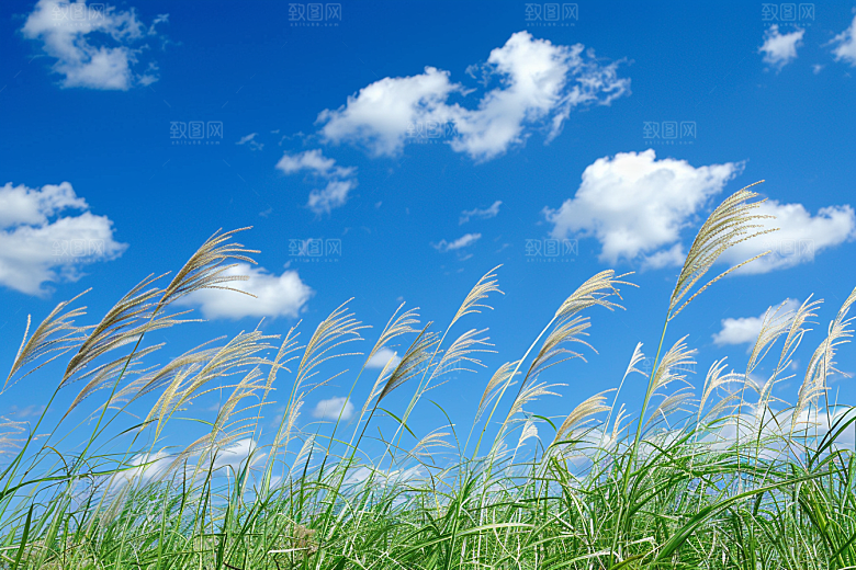 狗尾巴草夏天田野摄影图