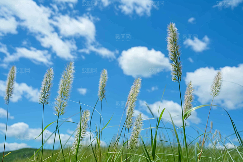 狗尾巴草夏季青草摄影图
