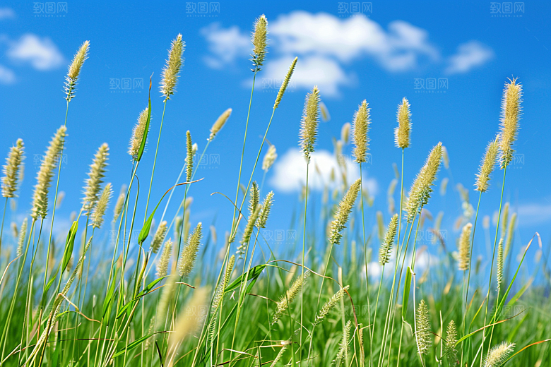 狗尾巴草夏天草地摄影图
