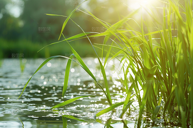 狗尾巴草绿色绿草摄影图