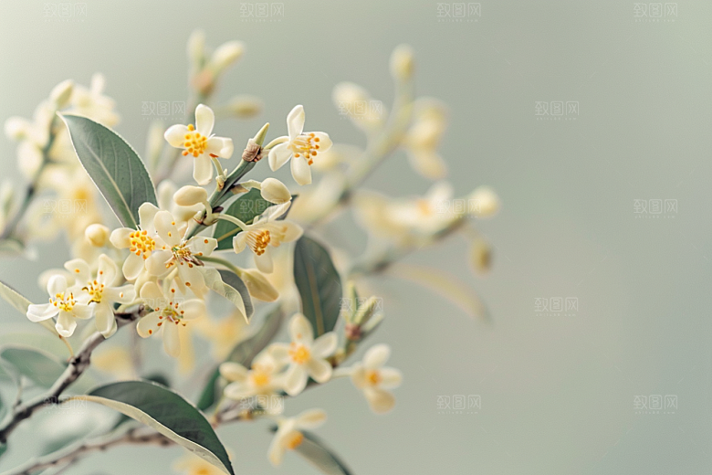 桂花花卉高清摄影图