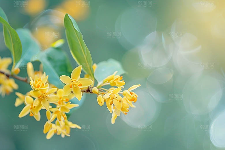 桂花高清秋桂摄影图