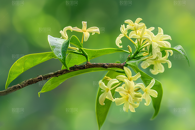 桂花植物秋天摄影图