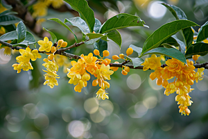 桂花芳香高清摄影图