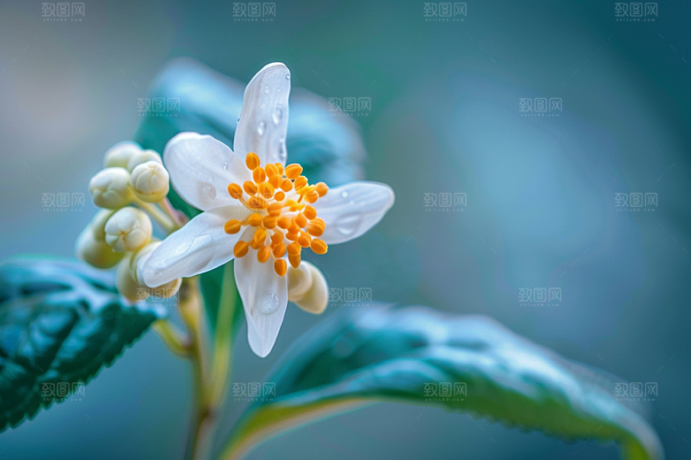 桂花秋桂花卉摄影图