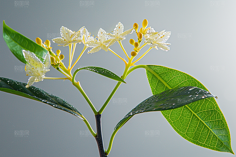 桂花金桂芬芳摄影图