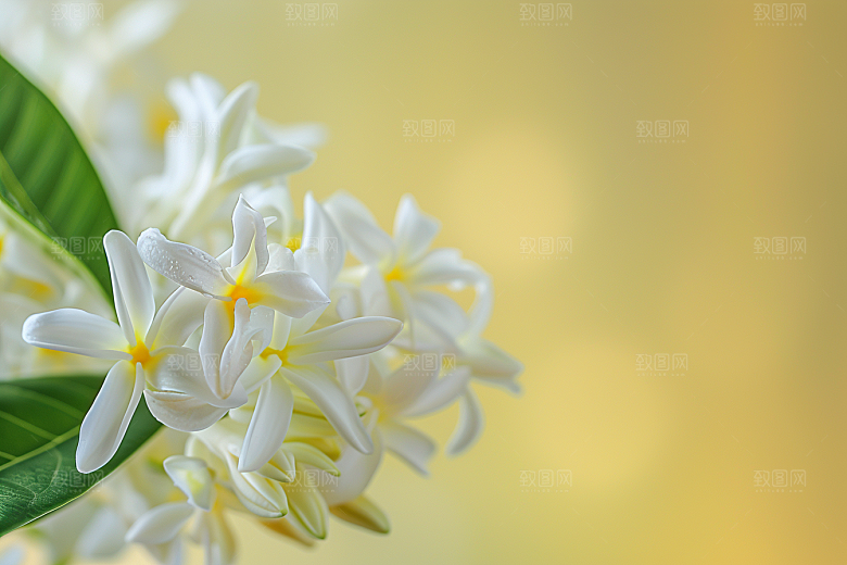 桂花芳香自然摄影图