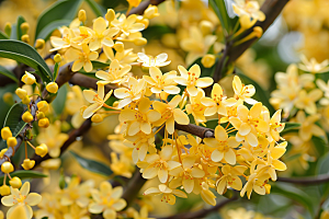 桂花芳香芬芳摄影图