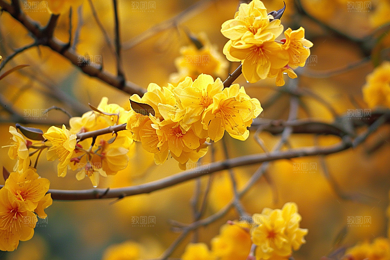 桂花芬芳自然摄影图