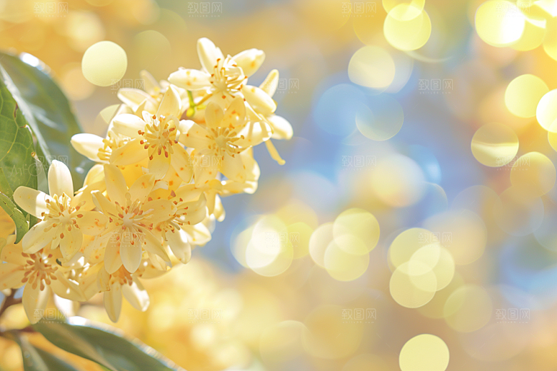 桂花芬芳芳香摄影图
