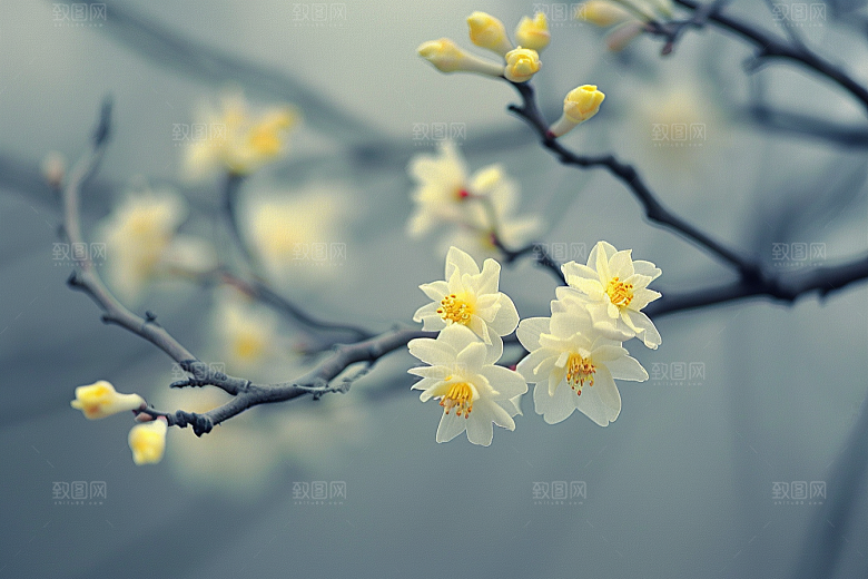 桂花植物高清摄影图