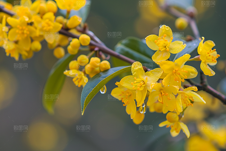 桂花金桂植物摄影图