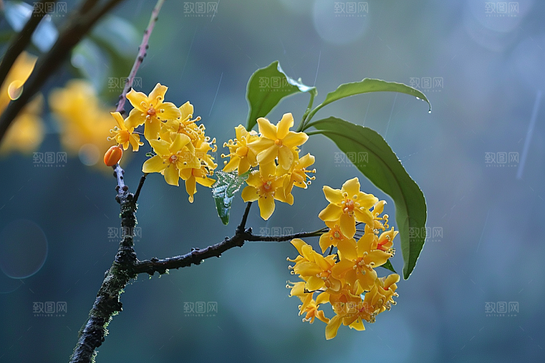 桂花高清金桂摄影图