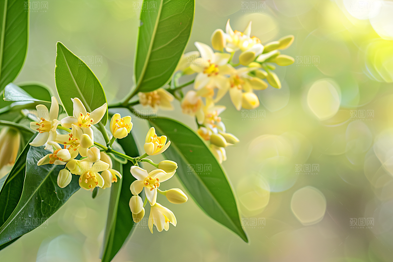 桂花高清秋季摄影图