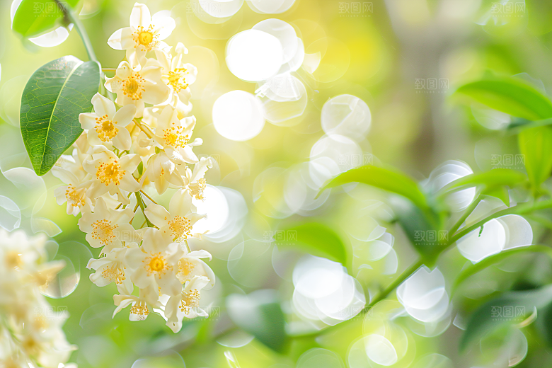 桂花高清四季桂摄影图