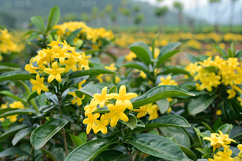 桂花芳香植物摄影图
