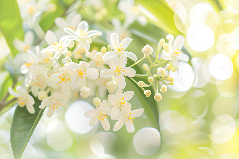 桂花金桂清新摄影图