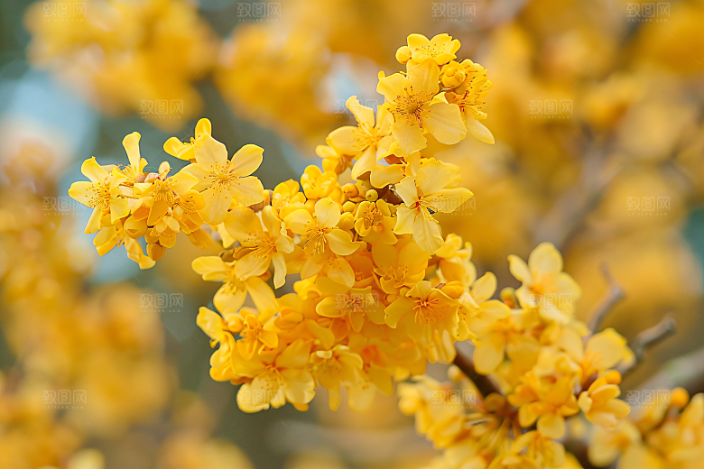 桂花高清自然摄影图