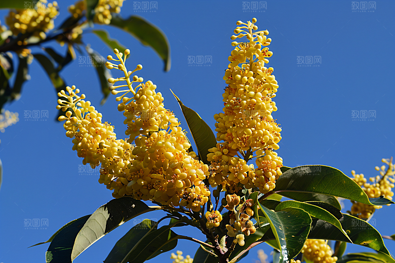 桂花四季桂秋季摄影图