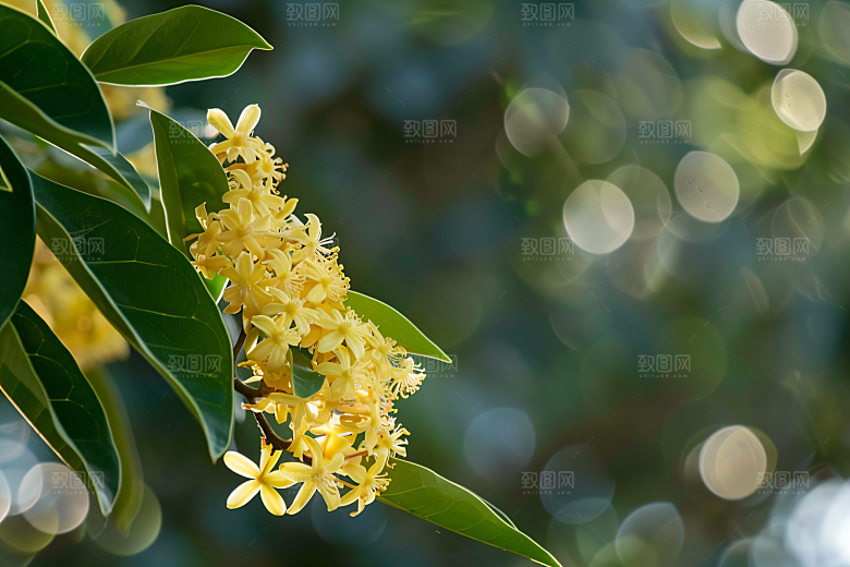 桂花芳香自然摄影图