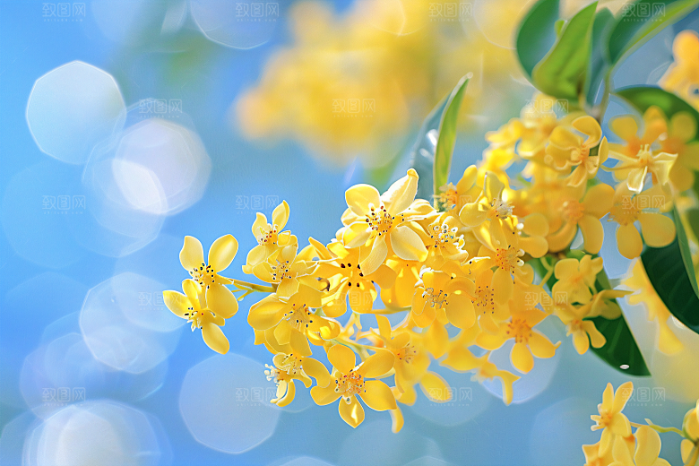 桂花金桂四季桂摄影图