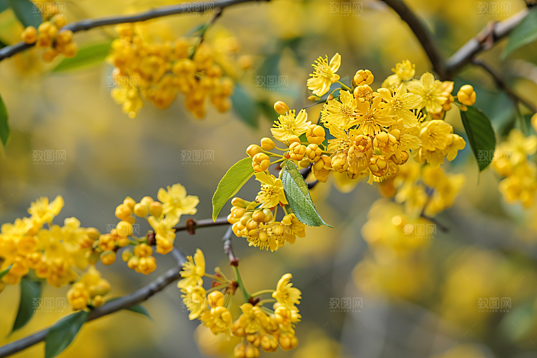 桂花金桂花朵摄影图