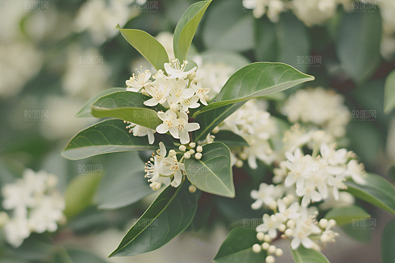 桂花四季桂花朵摄影图