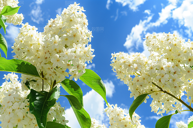 桂花金桂自然摄影图