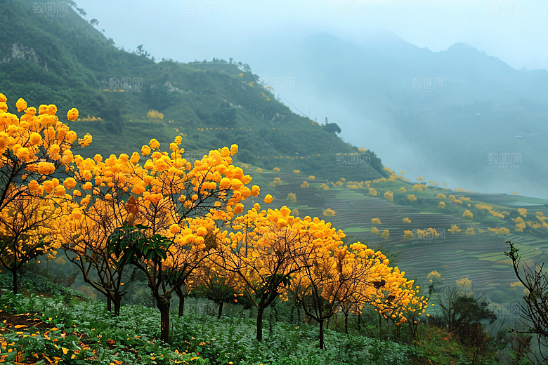 桂花植物金桂摄影图