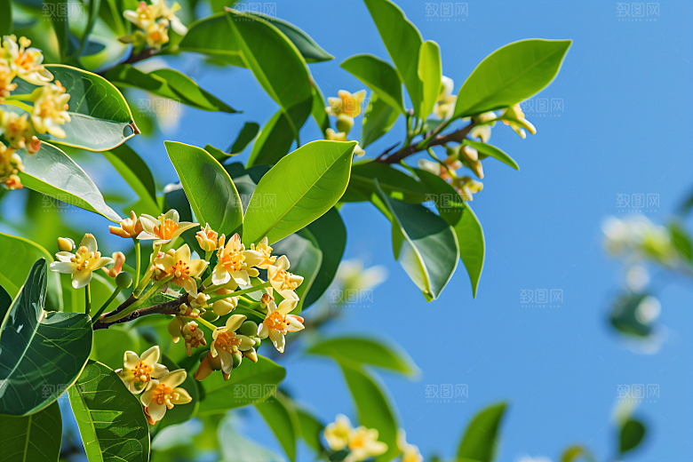 桂花高清花朵摄影图