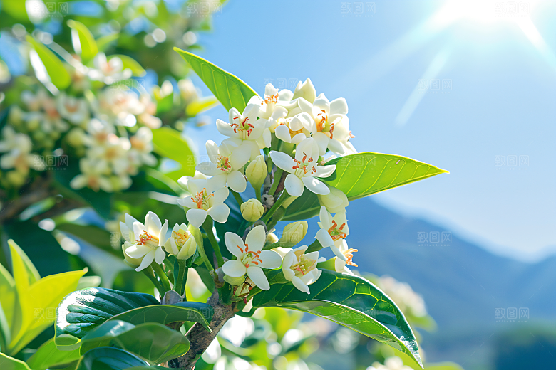 桂花秋季高清摄影图