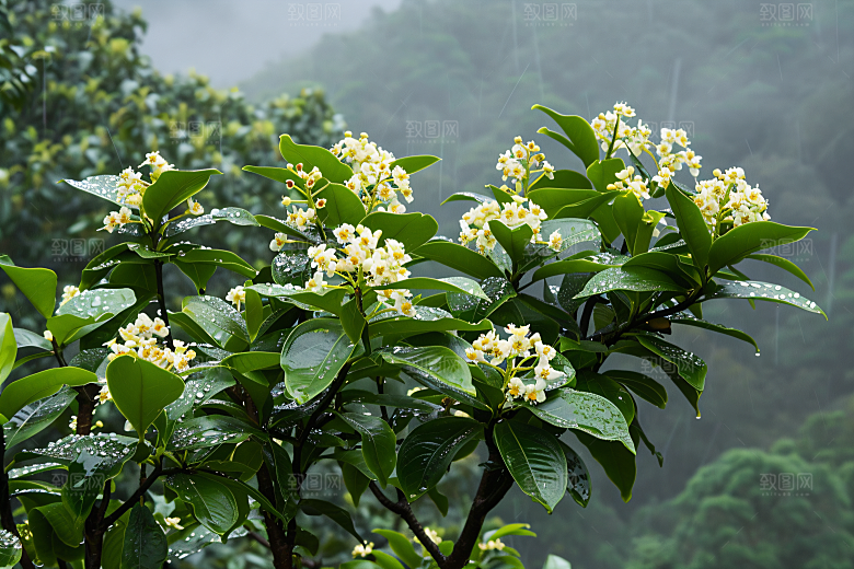 桂花高清芳香摄影图